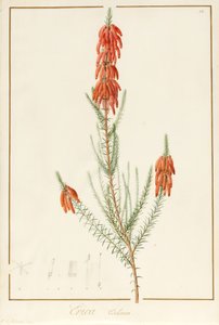 Erica Edilinei, 1811 - Pierre Joseph Redouté